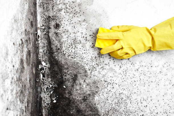 Best Crawl Space Mold Removal  in Buena Vista, VA