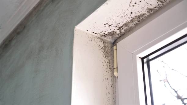 Best Toxic Mold Removal  in Buena Vista, VA