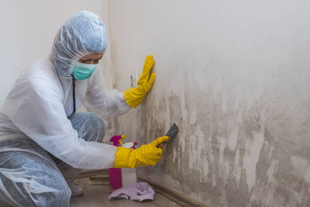 Best Mold Removal and Inspection  in Buena Vista, VA