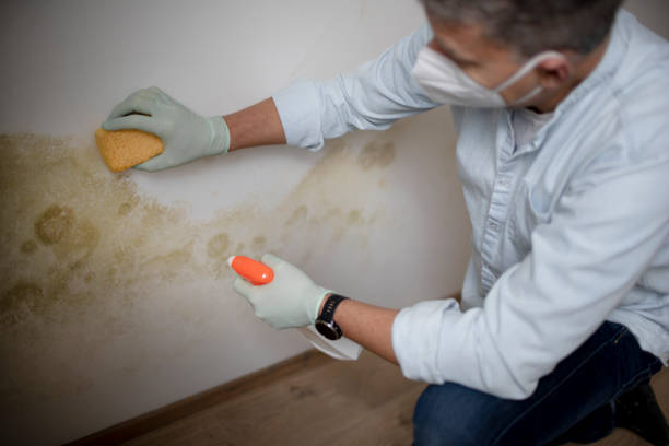 Best Same-Day Mold Removal  in Buena Vista, VA