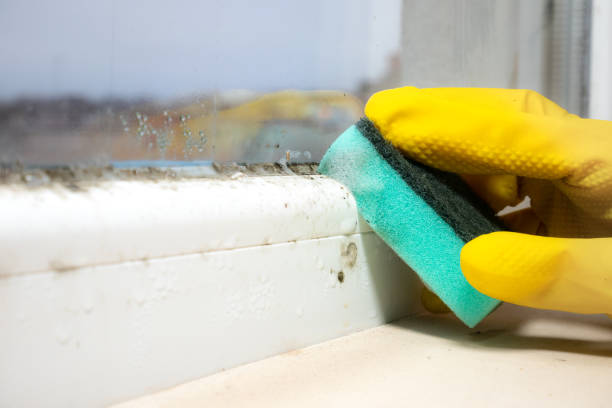 Best Mold Cleaning Services  in Buena Vista, VA