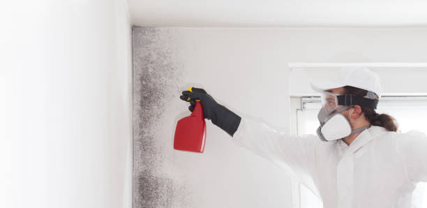  Buena Vista, VA Mold Removal Pros
