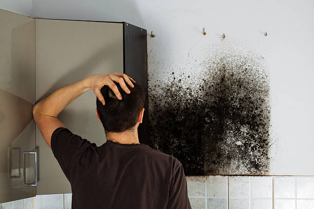 Trusted Buena Vista, VA Mold Removal Experts