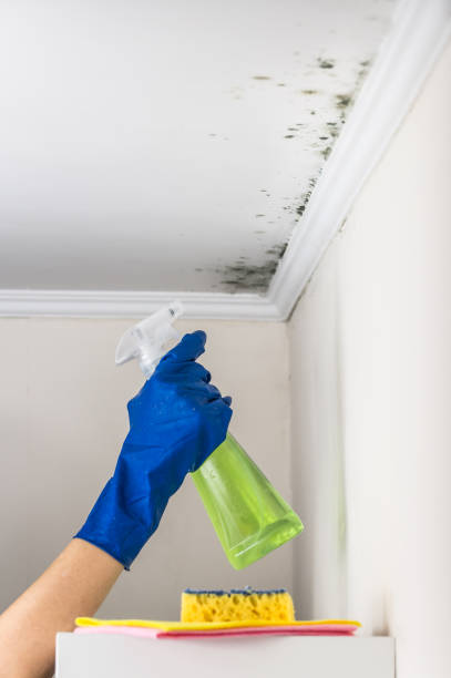 Mold Removal and Inspection in Buena Vista, VA