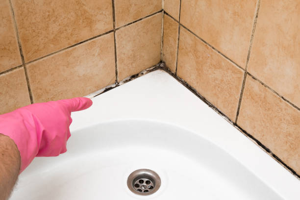 Best Mold Removal Specialists  in Buena Vista, VA